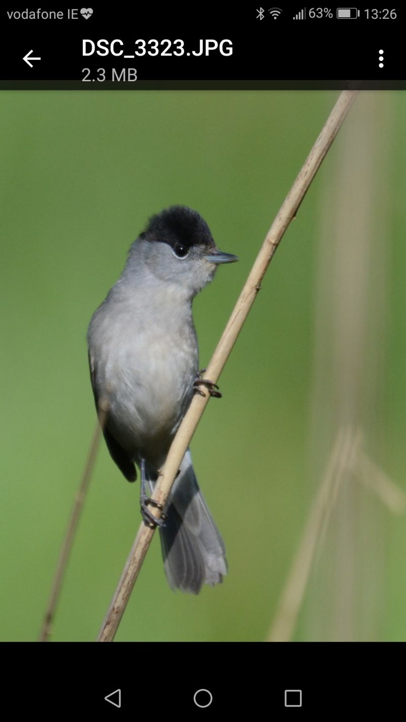 Blackcap (Sylvia atricapilla) - Irish Birding