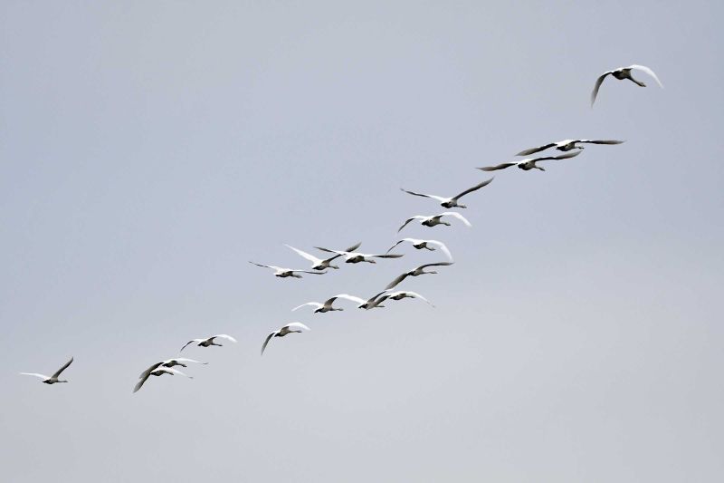 Whooper Swan (Cygnus cygnus) - Irish Birding