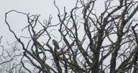 Irish Birding