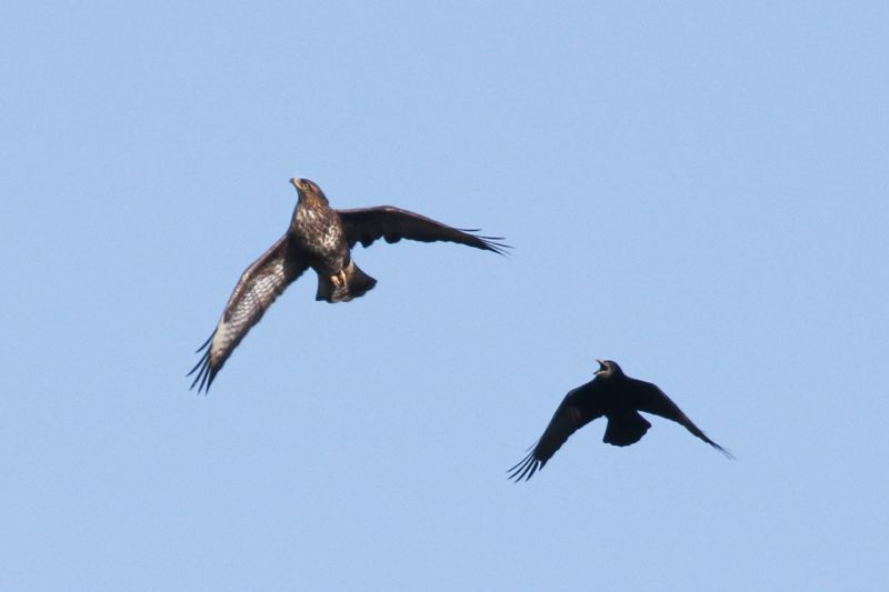 Buzzard (Buteo buteo) - Irish Birding