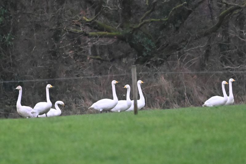 Whooper Swan (Cygnus cygnus) - Irish Birding