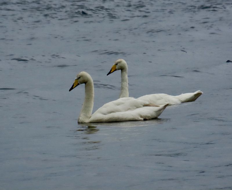 Whooper Swan (Cygnus cygnus) - Irish Birding