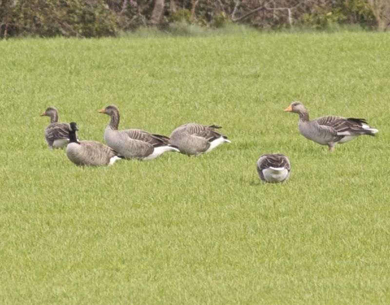 Canada Goose (Branta canadensis) - Irish Birding